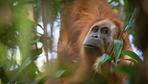 Neue Orang-Utan-Art auf Sumatra entdeckt