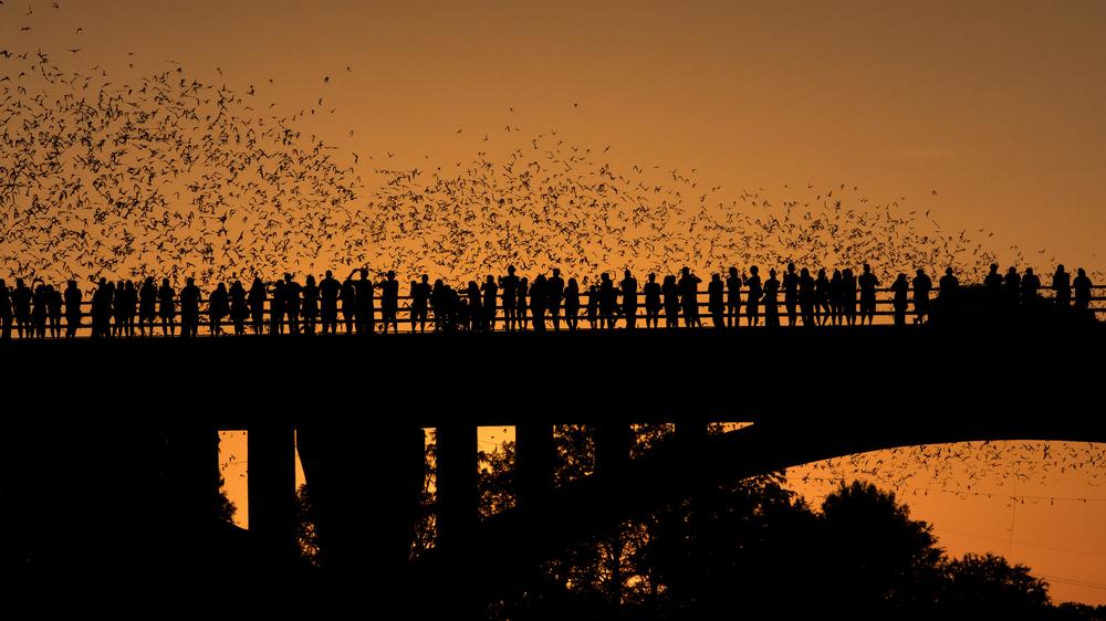 Bats: Tourists watching Brazilian free-tailed bats emerge from the Congress Ave Bridge in Austin, Texas. The colony is considered as the world's largest urban bat colony.