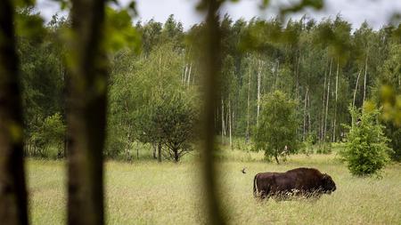 Polen Abholzung Im Bialowieza Urwald Verstosst Gegen Eu Recht Zeit Online