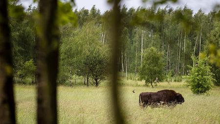 Polen Abholzung Im Bialowieza Urwald Verstosst Gegen Eu Recht Zeit Online