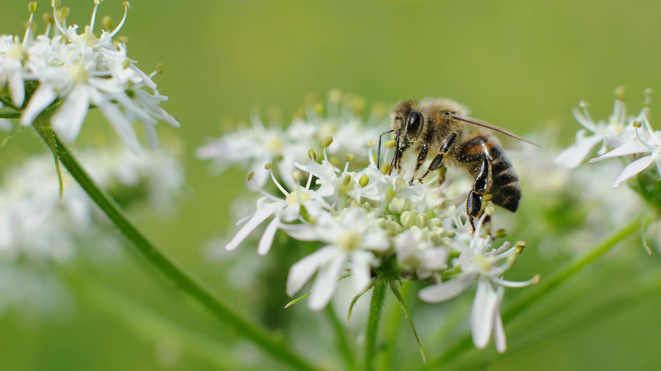 Bienensterben Rettet Die Bienen Aber Nicht So Zeit Online