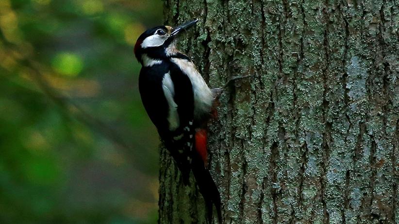 Polen Abholzung Im Bialowieza Urwald Verstosst Gegen Eu Recht Zeit Online