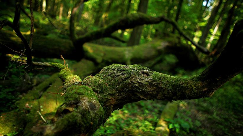 Polen Abholzung Im Bialowieza Urwald Verstosst Gegen Eu Recht Zeit Online