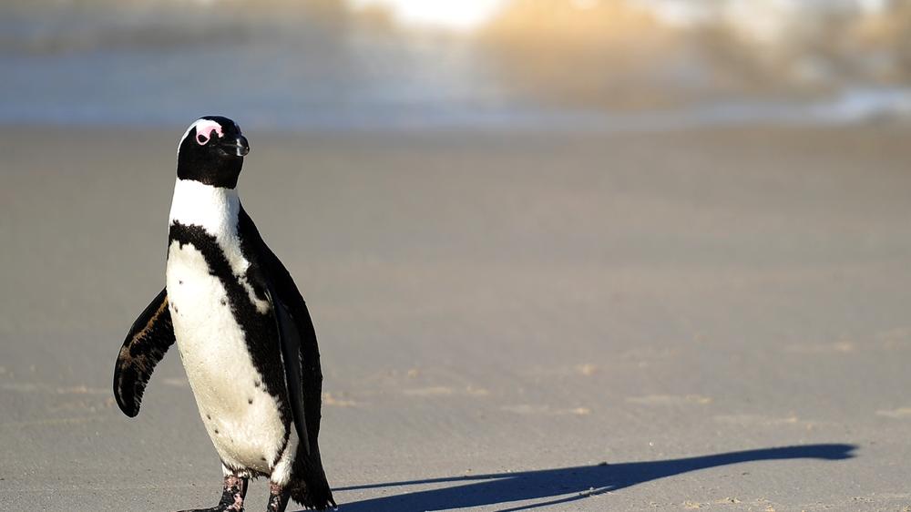 Welt-Pinguin-Tag: Flugunfhigkeit schtzt vor Vogelgrippe nicht | DIE ZEIT