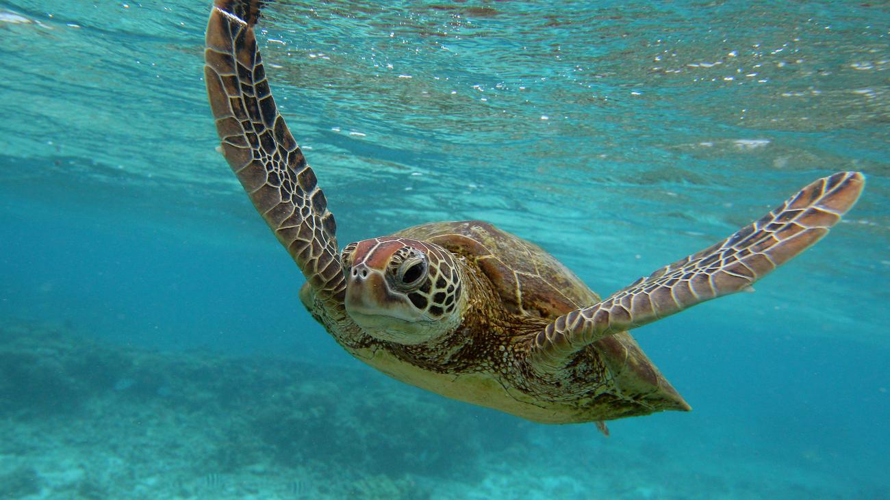 do-hawksbill-sea-turtles-live-alone