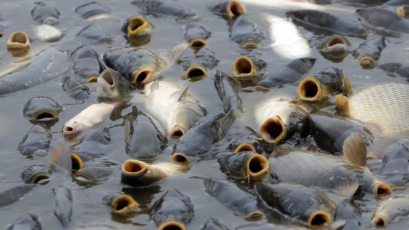 Hitze in Deutschland "So schnell sterben Fische eigentlich nicht