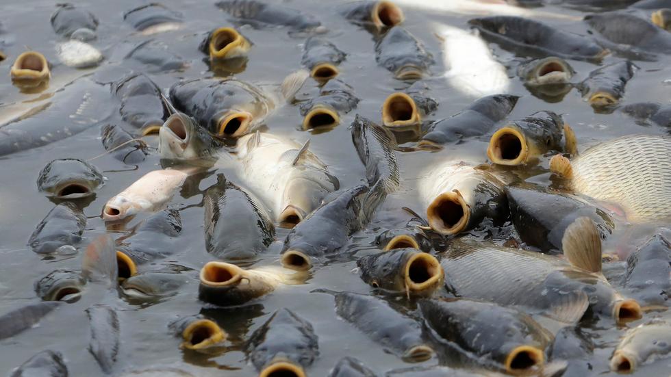 Hitze in Deutschland "So schnell sterben Fische eigentlich nicht