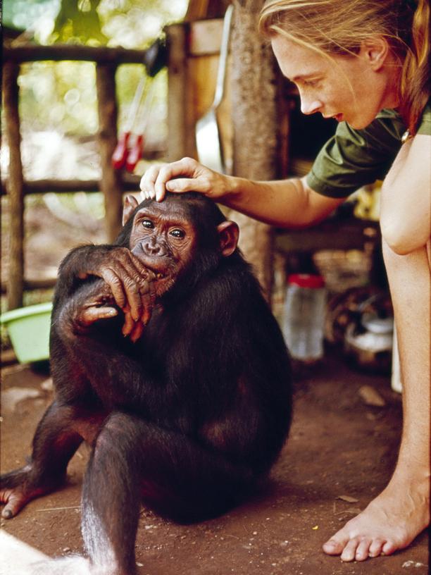 Jane Goodall: 1965 tritt Jane Goodall in der Sendung "Miss Goodall and the World of Chimpanzees" des TV-Senders CBS auf. Hier ist sie Gombe Stream National Park in Tansania zu sehen.