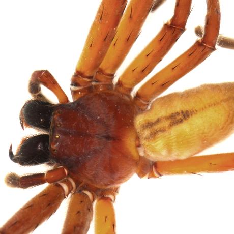 Bambus Spinne Riesenkrabbenspinne