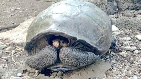 Galapagos Inseln Vermeintlich Ausgestorbene Riesenschildkrote Lebt Zeit Online