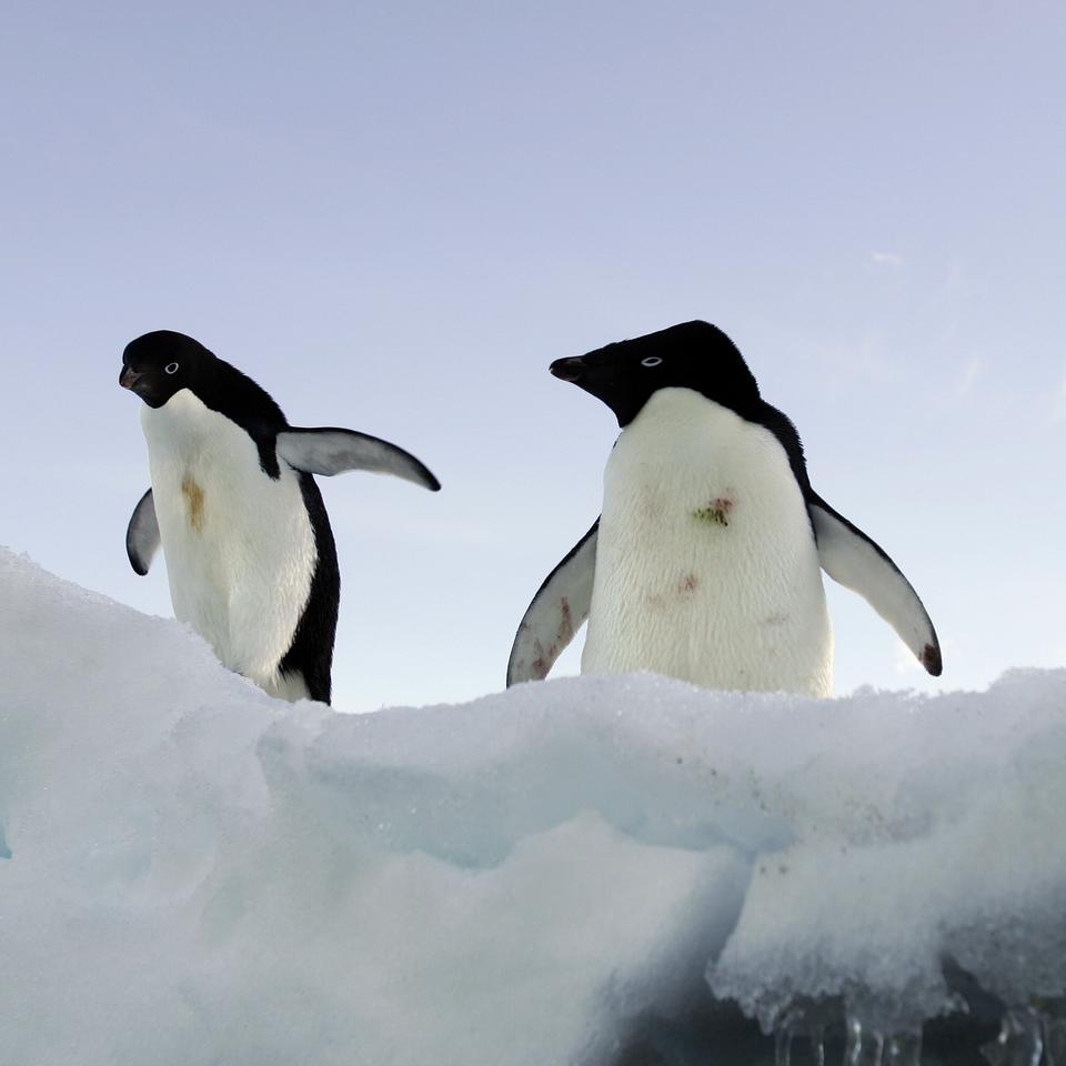 Pinguine: Vögel, die nicht fliegen 