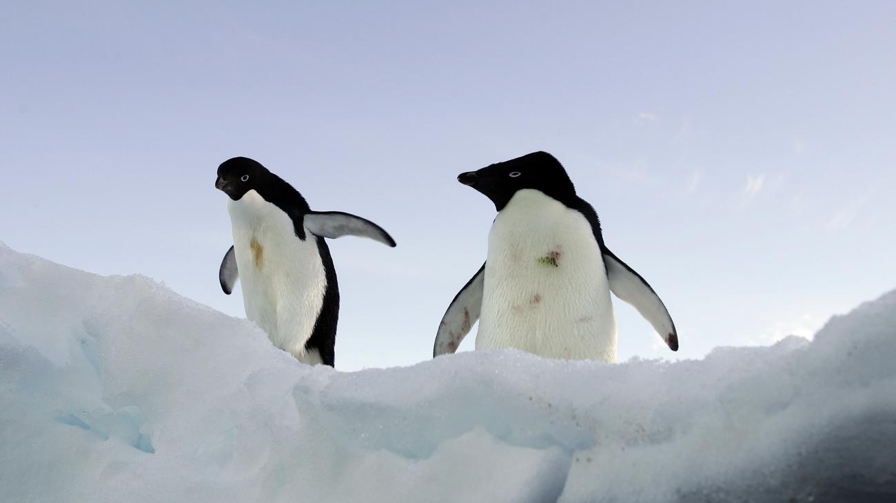 Pinguine partnersuche