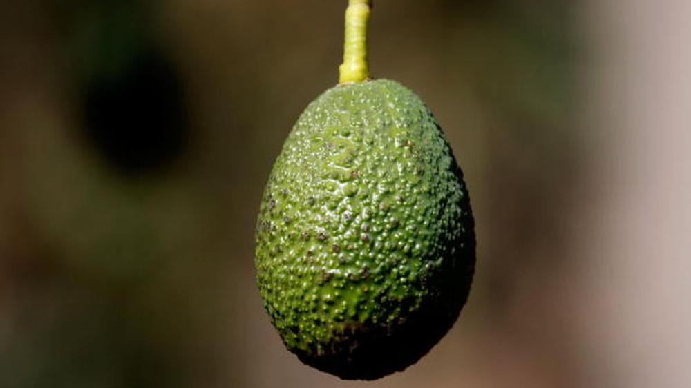 Avocado: die ungefähr 400 Gramm schwere Beere eines immergrünen Laubbaumes hat einen verheerenden Wasserverbrauch.