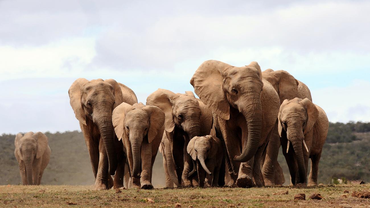 Un Artenschutzkonferenz Keine Afrikanischen Elefanten Mehr Fur Zoos Und Zirkusse Zeit Online