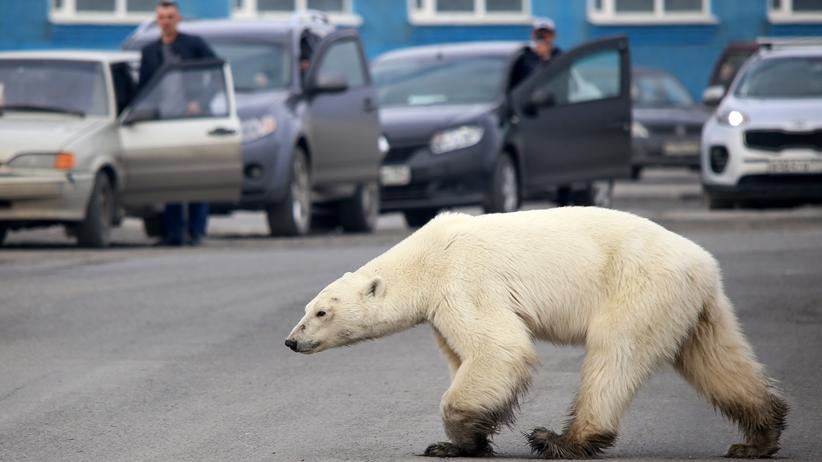 Globale Erwarmung Arktis Weltweit Am Starksten Vom Klimawandel Betroffen Zeit Online