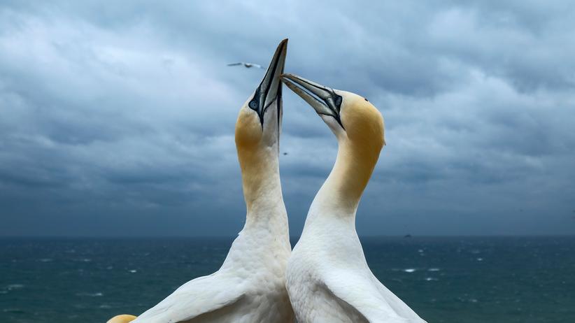 Tiersterben: Tote Basstlpel und Trottellummen auf Helgoland durch  Plastikmll | DIE ZEIT