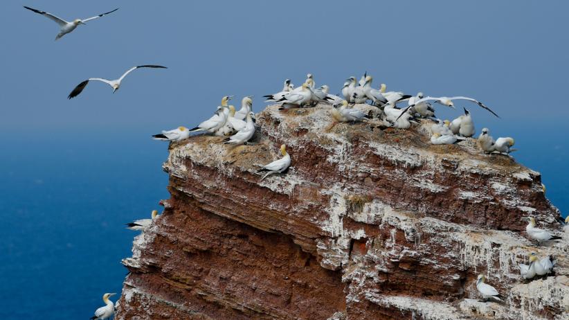 Tiersterben: Eine Kolonie von Basstölpeln auf dem Felsen "Lange Anna" auf Helgoland