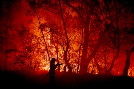 Buschfeuer In Australien Koalas Im Nebel Zeit Online