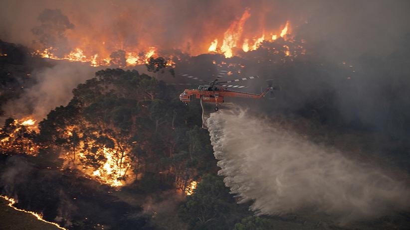 Waldbrande In Australien Selbst Regenwalder Brennen Jetzt Zeit Online