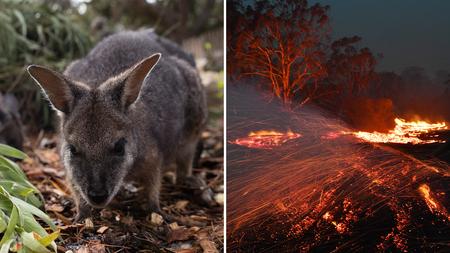 Feuer In Australien Das Grosste Artensterben Der Neuzeit Zeit Online