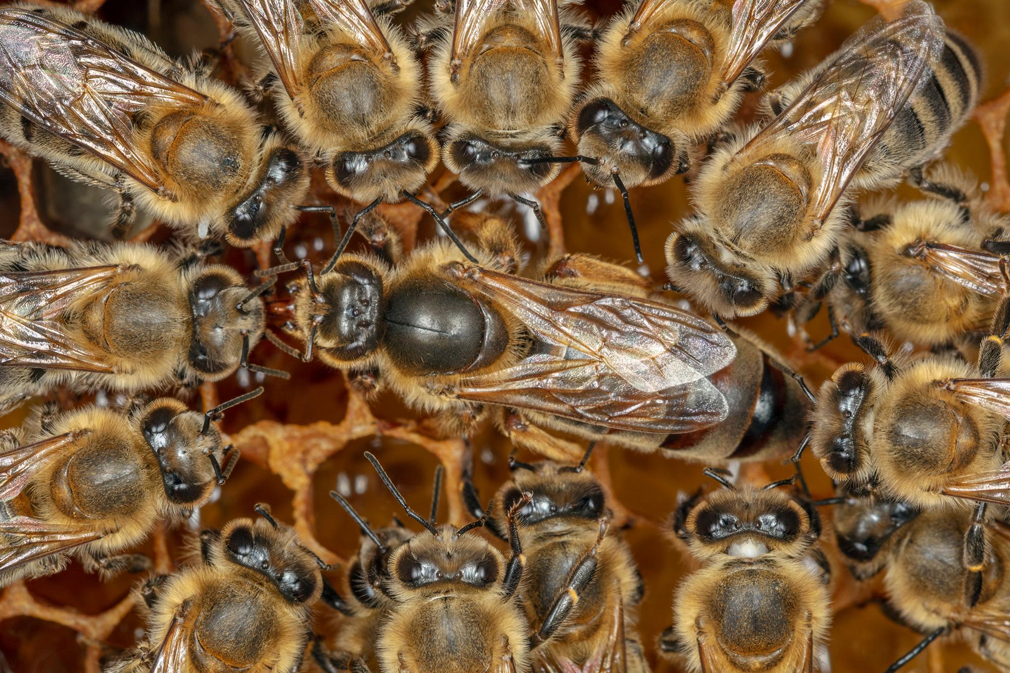 Bienen: Die Königin und ihre Arbeiterinnen | ZEIT ONLINE