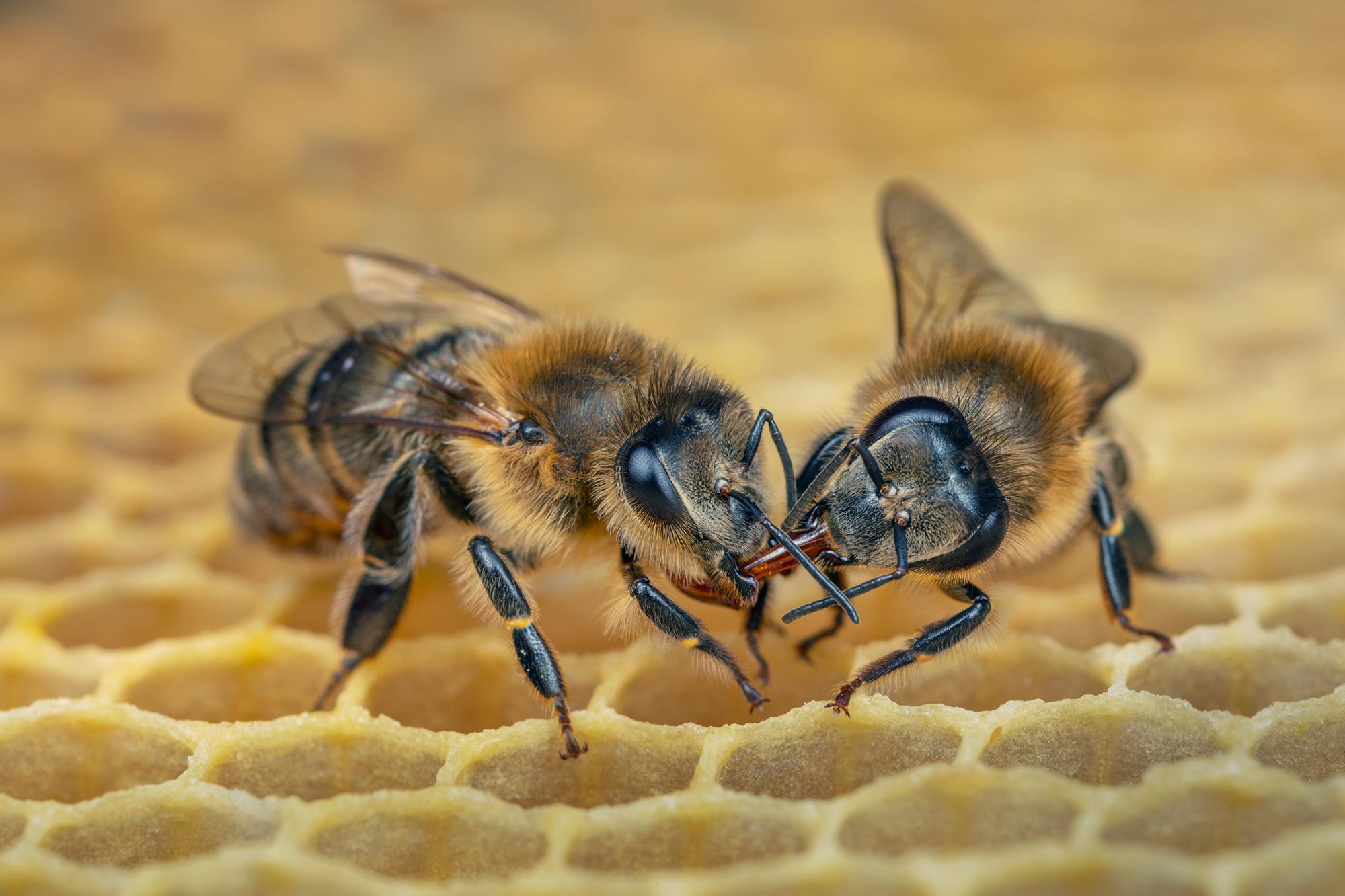 Bienen: Die Königin und ihre Arbeiterinnen | ZEIT ONLINE