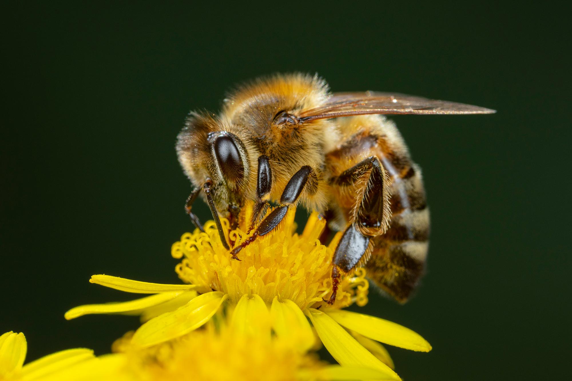 Bienen: Die Königin und ihre Arbeiterinnen | ZEIT ONLINE