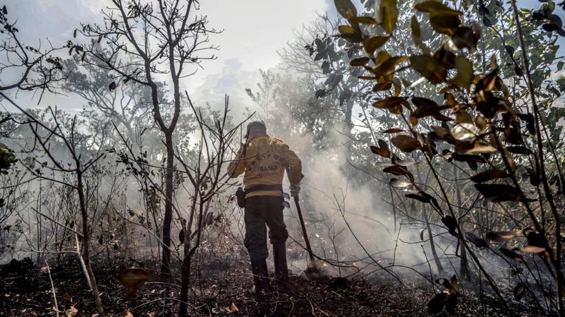 Brasilien: Regenwald am Amazonas brennt wie schon lange nicht mehr