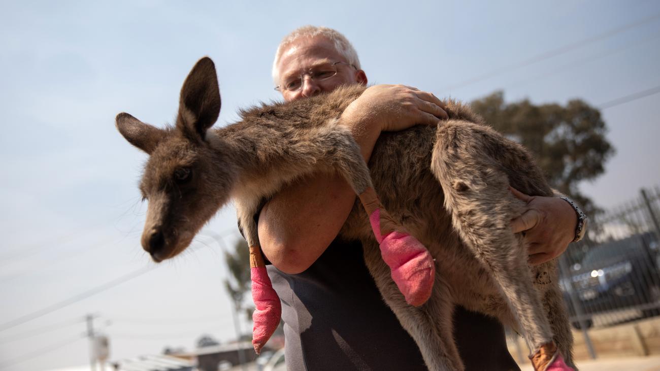 Wwf Drei Milliarden Tote Und Vertriebene Tiere Nach Branden In Australien Zeit Online