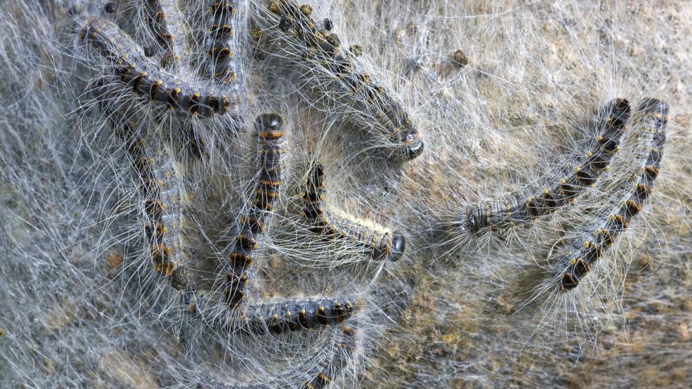 Eichenprozessionsspinner: Die Invasion der Giftraupen | ZEIT ONLINE