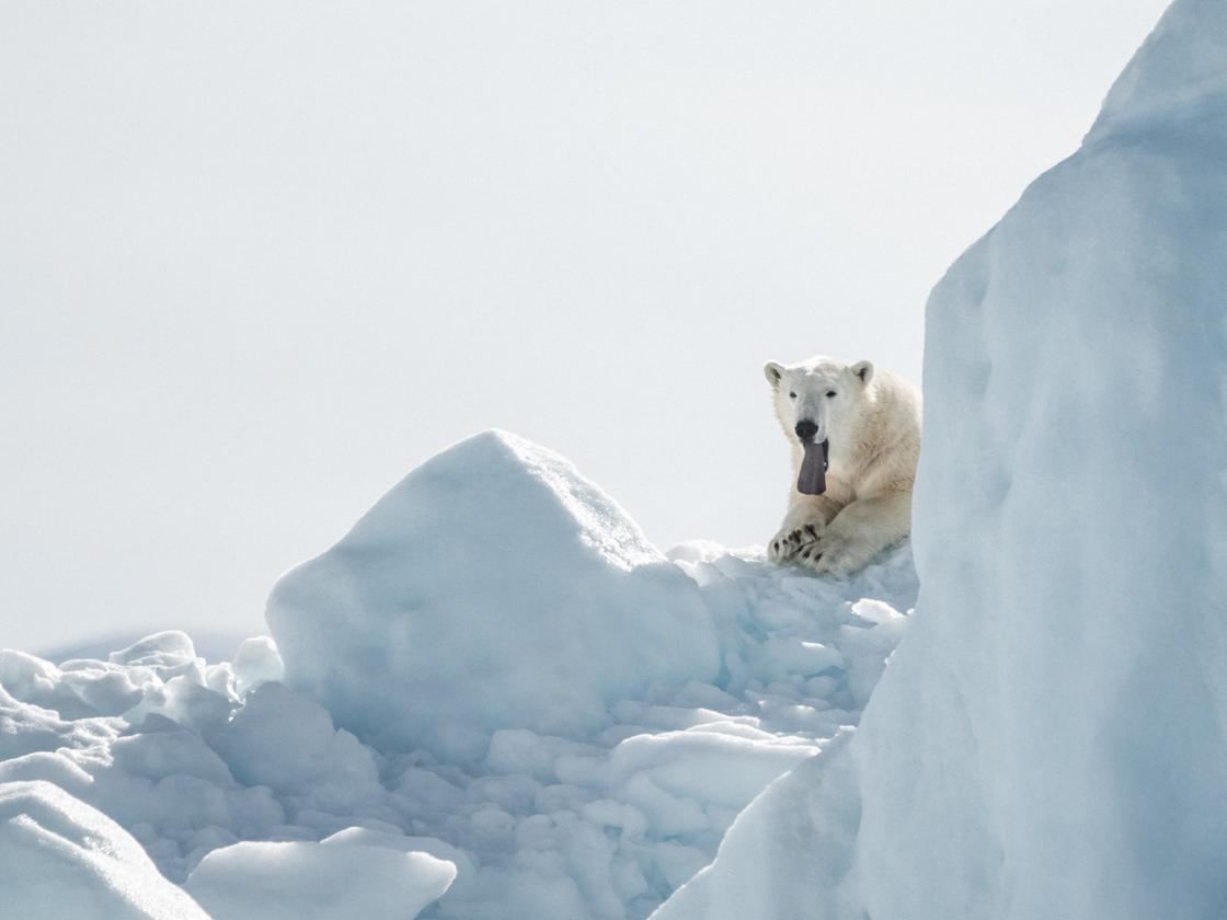 Klimawandel Eisbären könnten bis 2100 ausgestorben sein ZEIT ONLINE