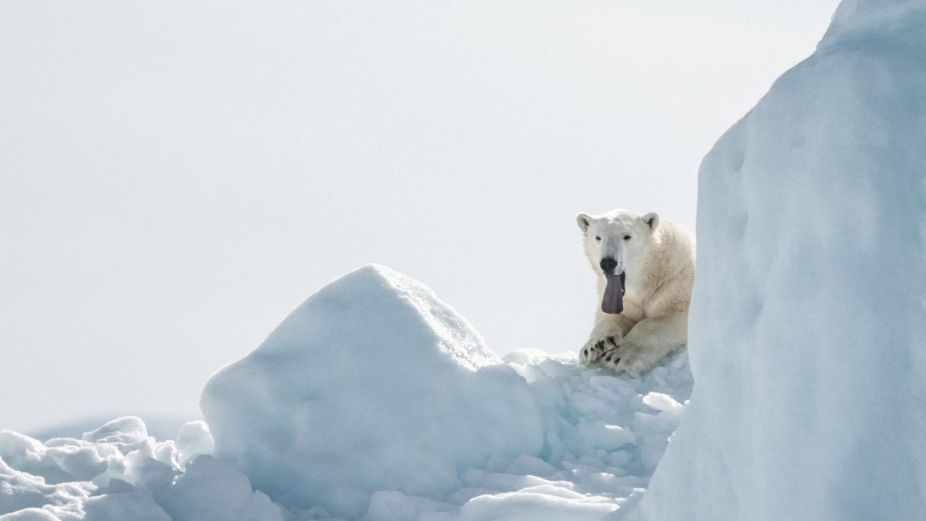 Klimawandel Eisbaren Konnten Bis 2100 Ausgestorben Sein Zeit Online