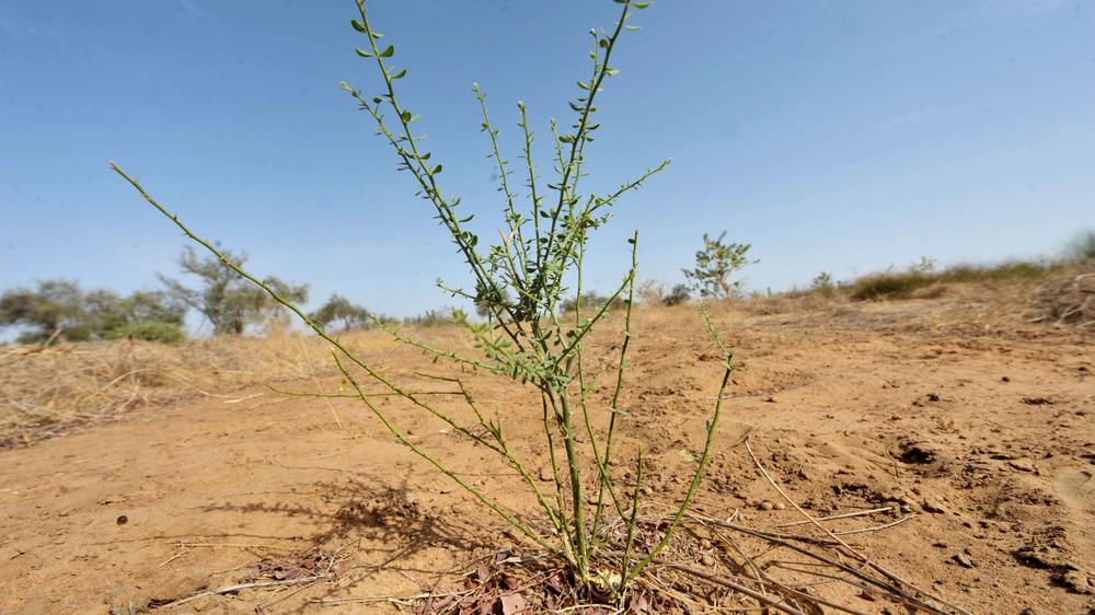 "One Planet Summit": Die Ausbreitung der Wüste in der Sahelzone soll durch das Pflanzen von Tausenden Bäumen verhindert werden.