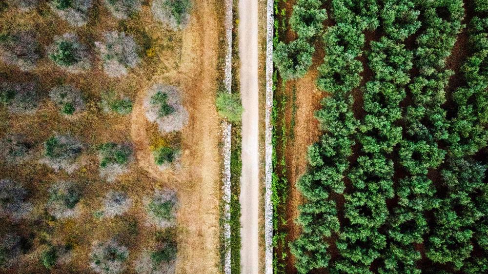Olivenbume in Italien: Der Keim des Todes | DIE ZEIT