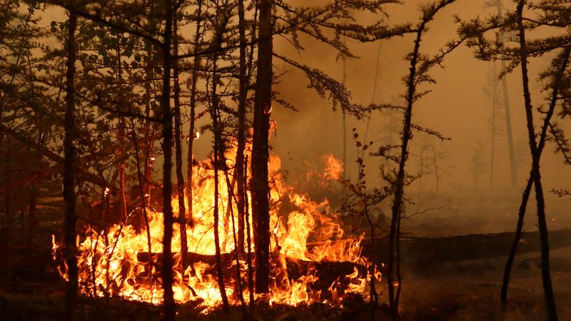 Waldbrand News Und Infos Zeit Online