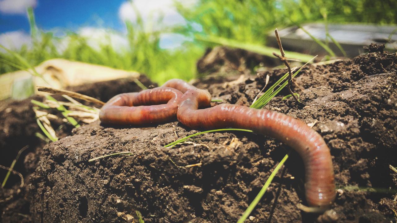 Regenwrmer gegen Hochwasser: Da ist zu wenig der Wurm drin! | DIE ZEIT