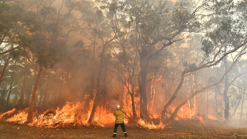 Klimakatastrophen: UN-Experten warnen vor Zunahme extremer Waldbrände