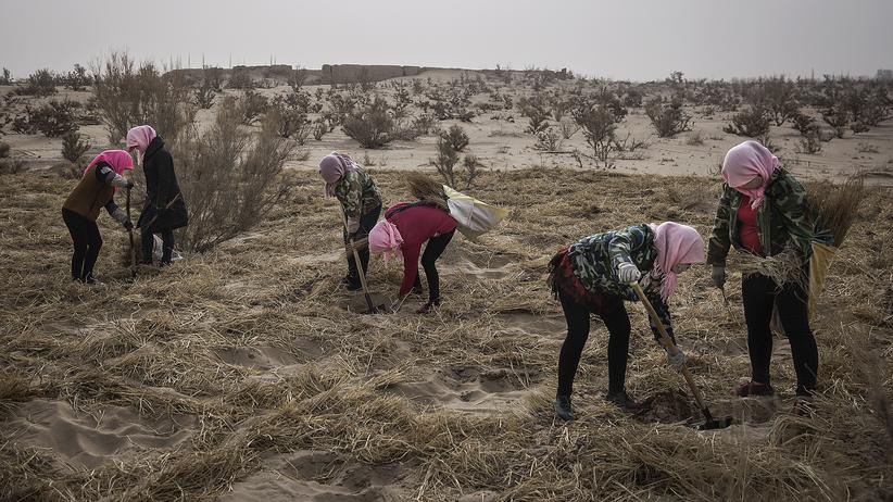 Desertifikation: "Der Zustand der Böden bestimmt, ob die Menschheit sich ernähren kann"