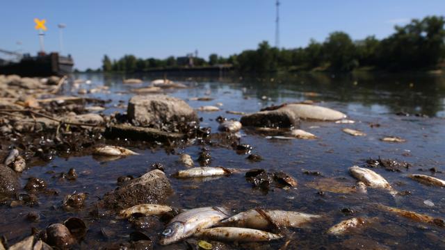 Fischsterben in der Oder: Polen vermutet Straftat als Ursache für Fischsterben