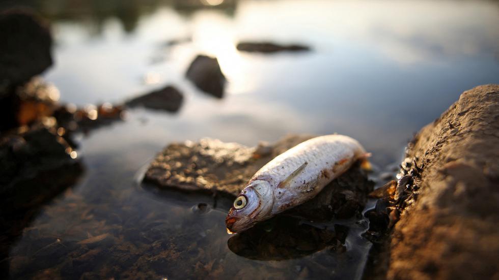 Fischsterben in der Oder Es werden wieder Fische sterben ZEIT ONLINE