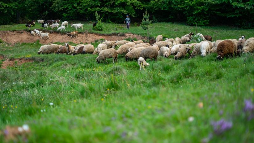 Viehwirtschaft in Bulgarien mit Ziegen und Schafen