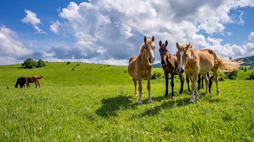 Pferde auf einer Weide in Bulgarien