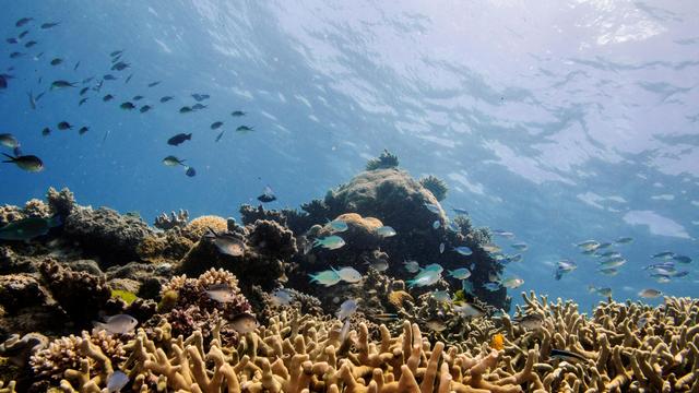 Weltnaturerbe: Naturschützer sehen Great Barrier Reef als gefährdetes Welterbe