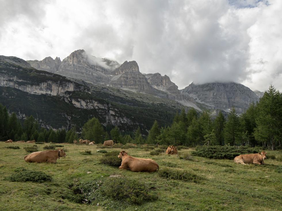 Bären in den Alpen Allgegenwärtig und doch versteckt ZEIT ONLINE