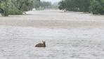 Australien: Städte im Westen nach Hochwasser von Außenwelt abgeschnitten