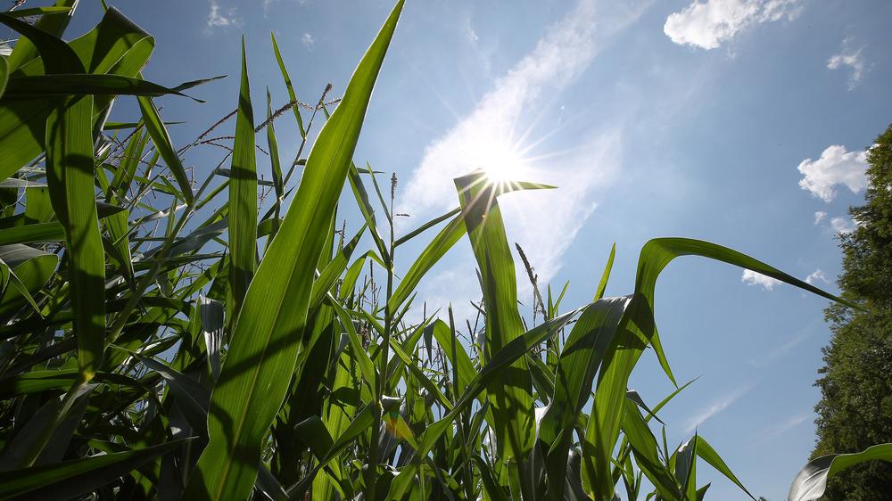 Gentechnisch veränderte Pflanzen: Maisfeld bei München
