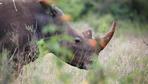 Nashornauktion in Südafrika: Biete 2.000 Nashörner, suche Multimillionär