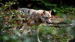 Wölfe: Mit dem Wolf wird Artenschutz nun unbequem