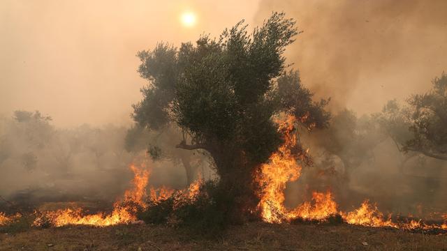 Waldbrände: Griechenland schickt zusätzliche Feuerwehrleute in Brandgebiet