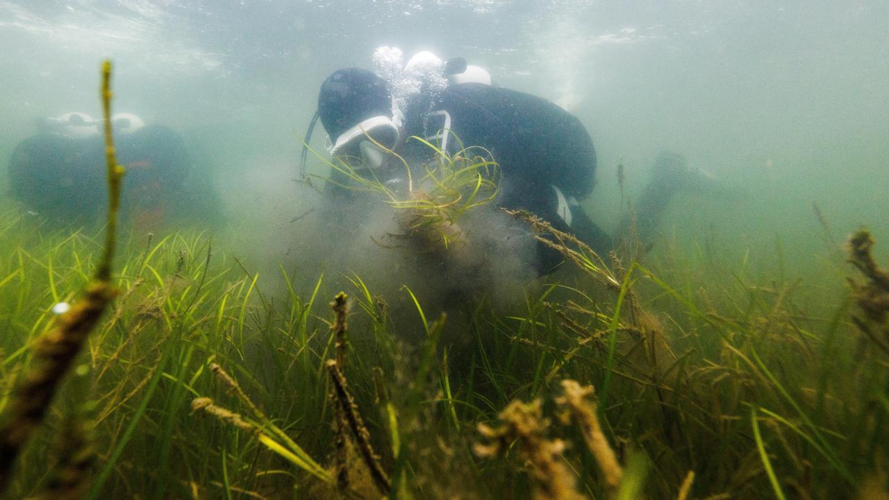 Wiederbegrnung der Ostsee: Aufforsten unter Wasser | DIE ZEIT